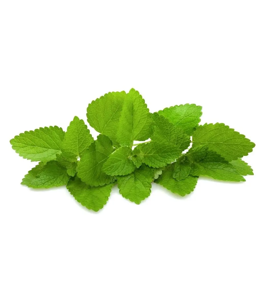Bio Melisse