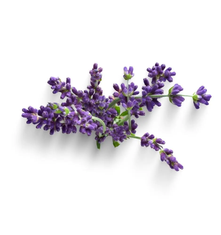 Bio Lavendel Bio Lavendel